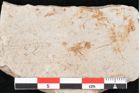 Foto (Detailansicht) von Hypnum sagorianum Ettingshausen (NHMW-GEO-2024-0188-6732)